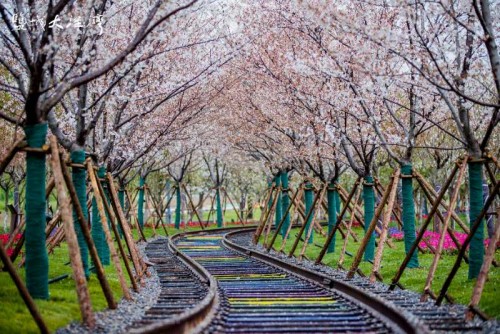 2020大洋湾国际樱花月开幕 绚烂樱花吸引游客